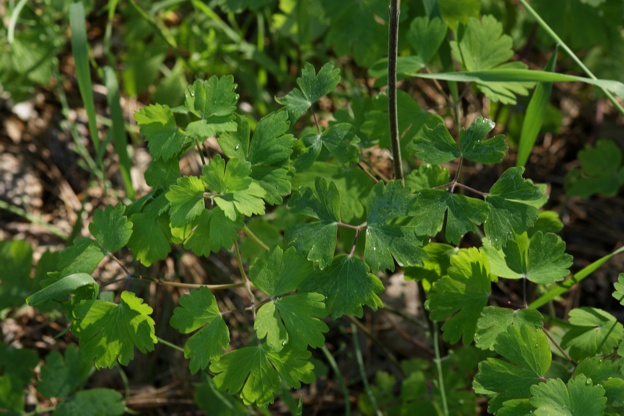 IAquilegia cfr. vulgaris